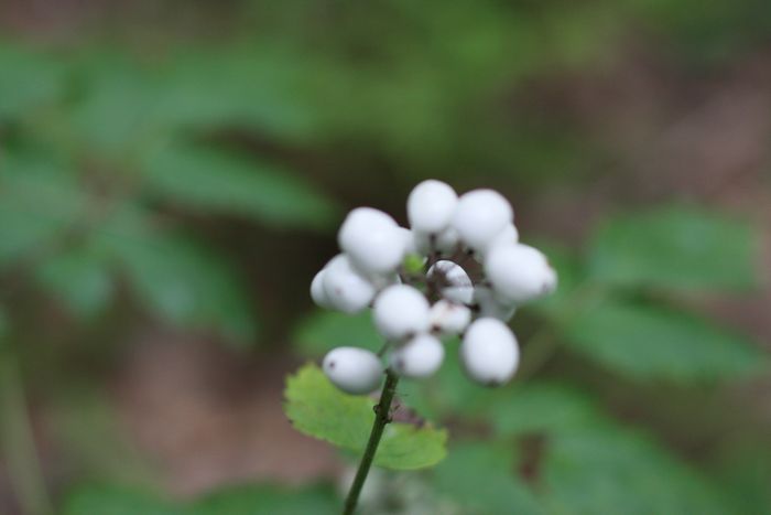 Garden In The Woods photo