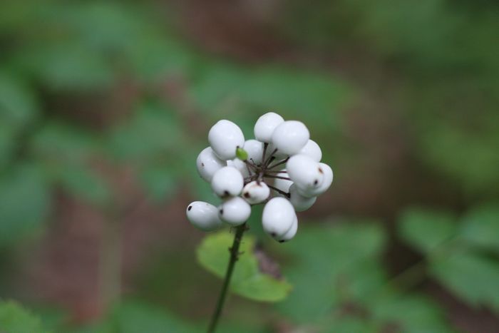 Garden In The Woods photo