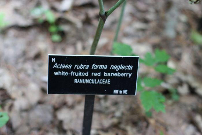 Garden In The Woods photo
