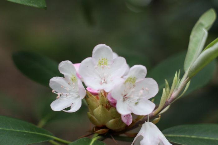 Garden In The Woods photo