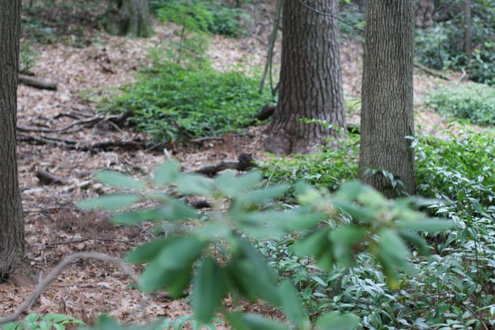 Garden In The Woods photo