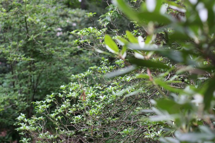 Garden In The Woods photo