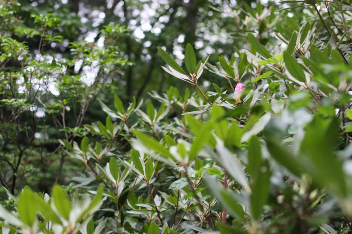 Garden In The Woods photo