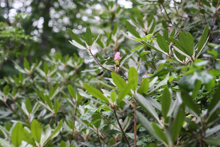 Garden In The Woods photo