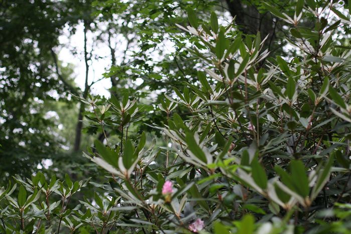 Garden In The Woods photo