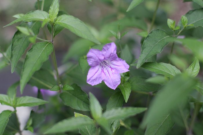 Garden In The Woods photo