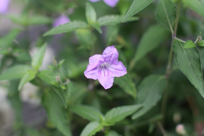 Garden In The Woods photo