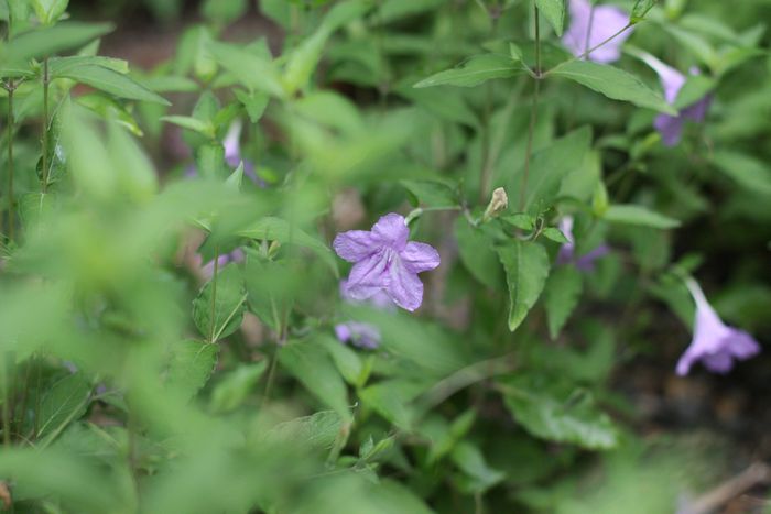 Garden In The Woods photo