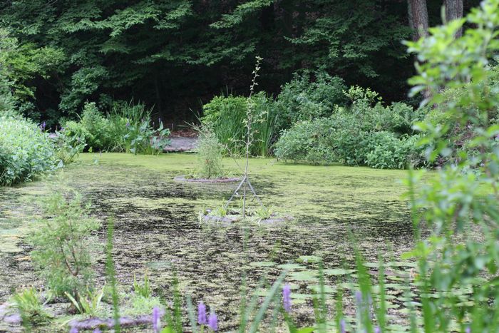 Garden In The Woods photo