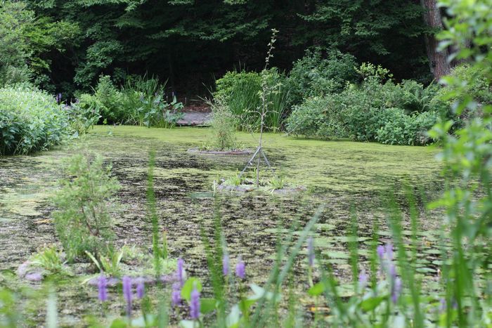 Garden In The Woods photo