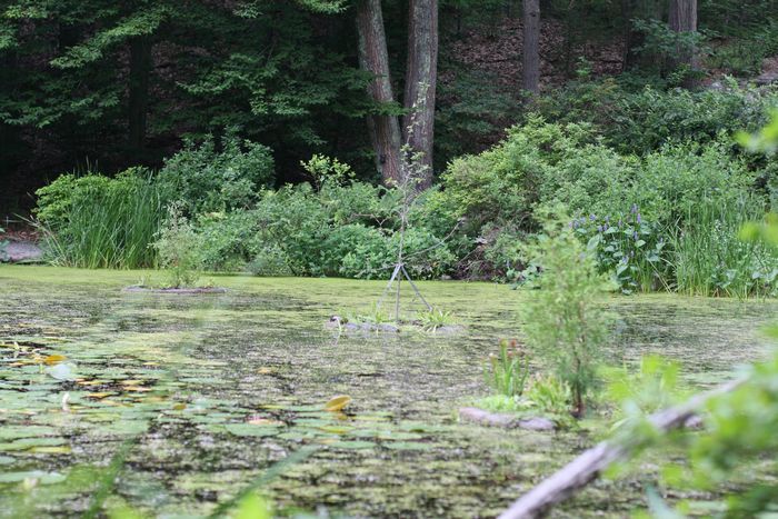 Garden In The Woods photo