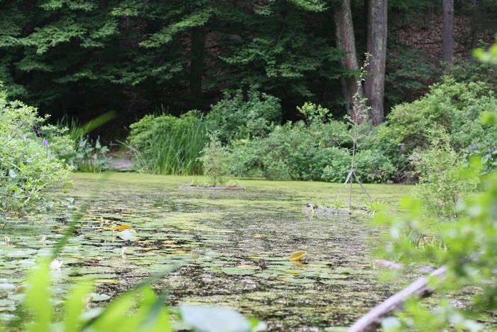 Garden In The Woods photo