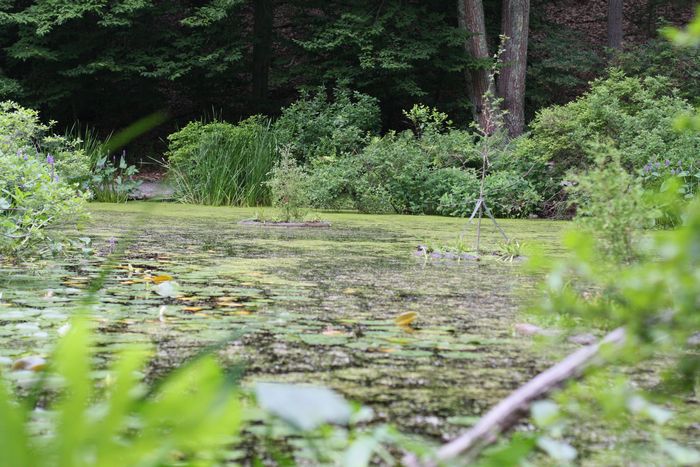 Garden In The Woods photo