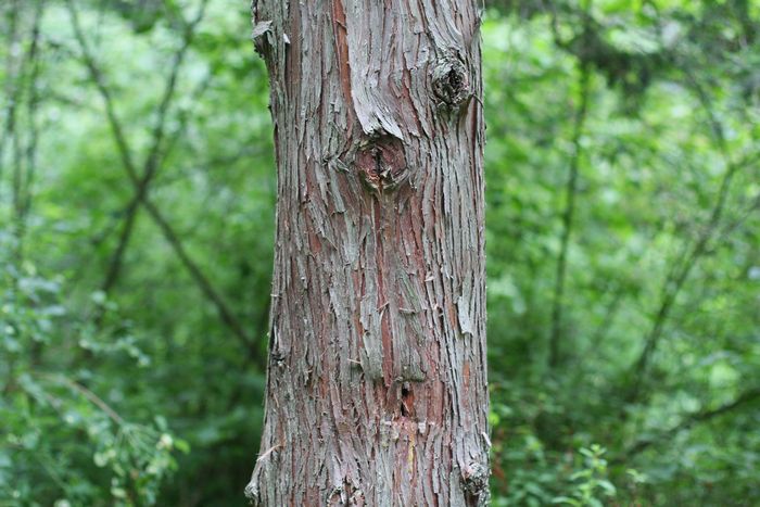 Garden In The Woods photo