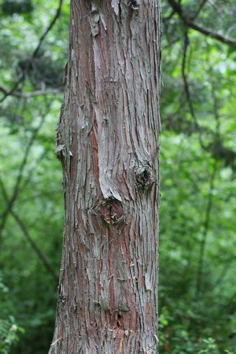 Garden In The Woods photo