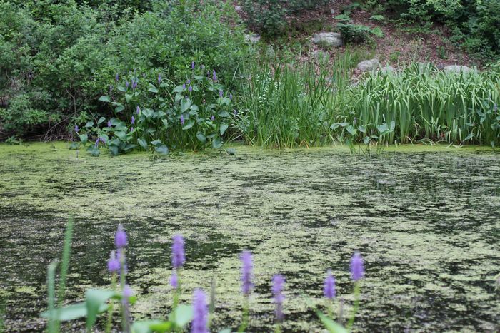 Garden In The Woods photo