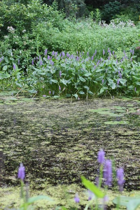 Garden In The Woods photo