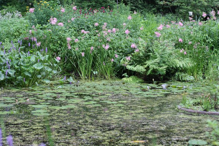 Garden In The Woods photo