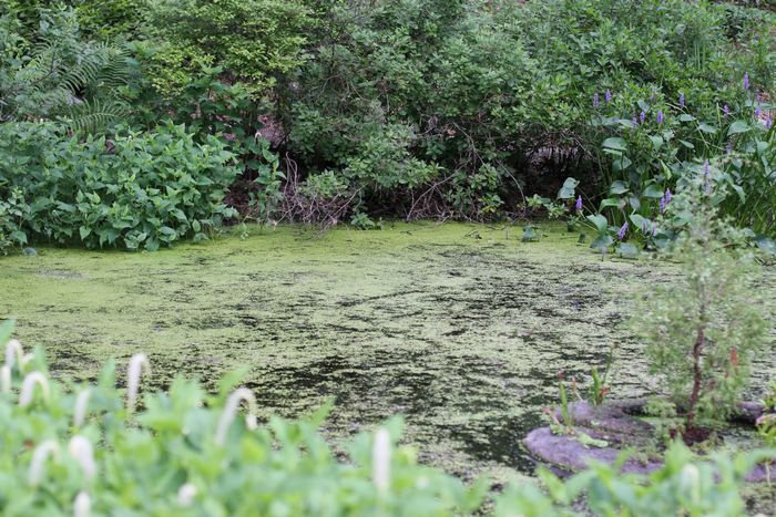 Garden In The Woods photo