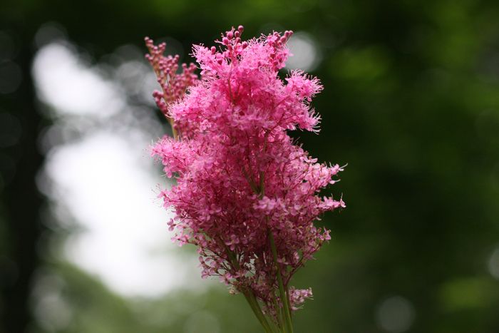 Garden In The Woods photo
