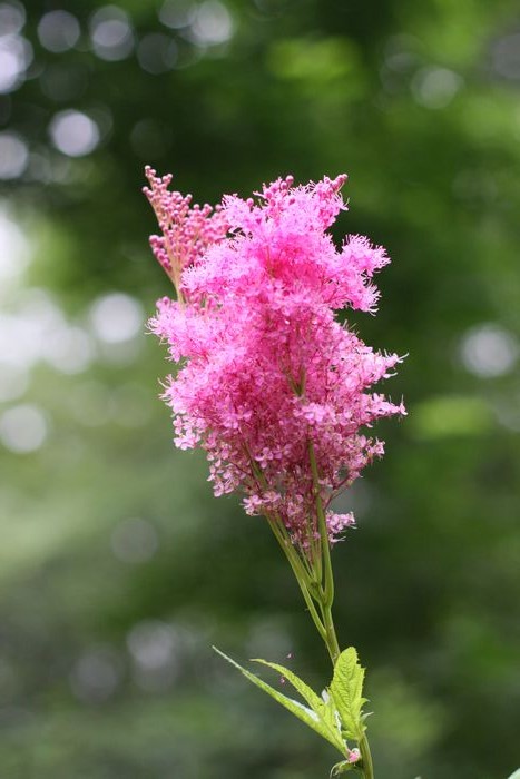 Garden In The Woods photo
