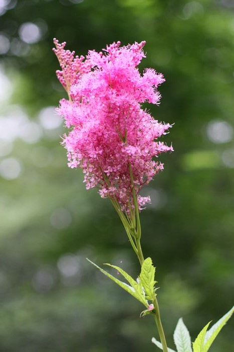 Garden In The Woods photo