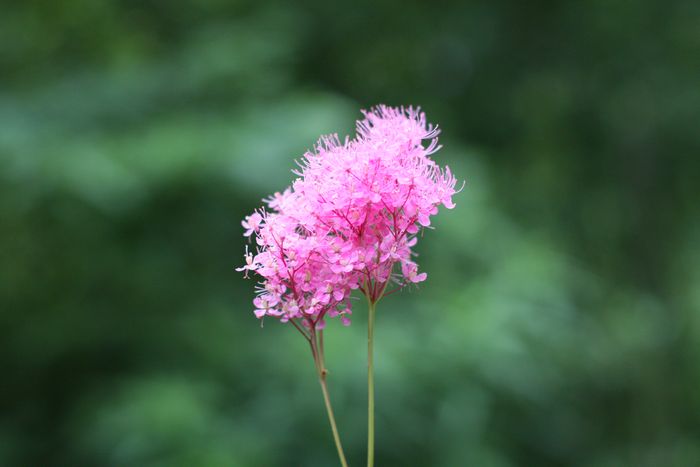 Garden In The Woods photo